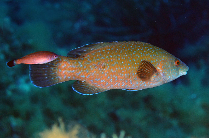 Labrus merula